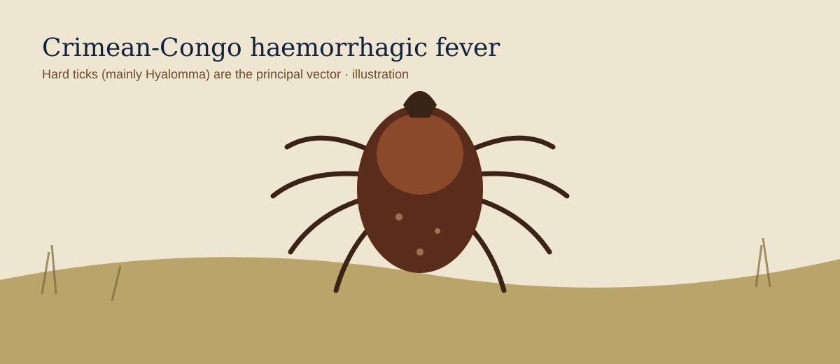 Illustration of a hard tick in grassland, vector of Crimean-Congo haemorrhagic fever