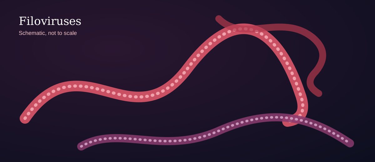 Schematic illustration of filamentous Ebola virus particles