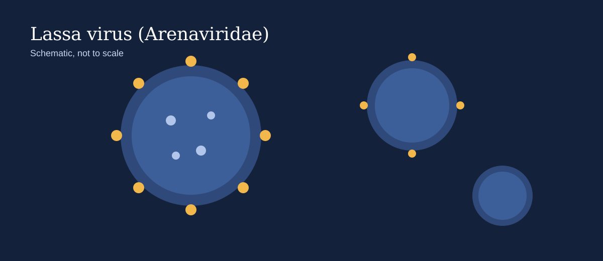 Schematic illustration of rounded arenavirus particles representing Lassa virus