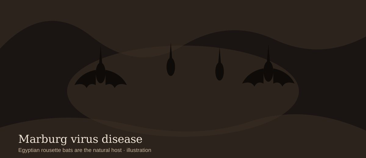Illustration of fruit bats hanging in a cave, natural host of Marburg virus